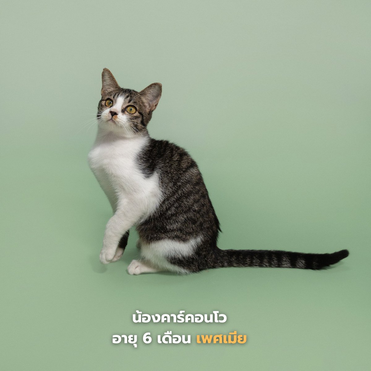 soidogadoptions's tweet photo. น้องแมวหาบ้านวันนี้🧡

📷คินโจ เพศเมีย อายุ 10 สัปดาห์
📷โคคอนโว เพศเมีย อายุ 6 เดือน
📷เรอิโกะ เพศเมีย อายุ 21 สัปดาห์
📷ตรีมูรติ เพศเมีย อายุ 21 สัปดาห์

✅ทำหมัน 
✅ฉีดวัคซีน 
✅ฝังไมโครชิพ 
ตรวจสุขภาพก่อนกลับบ้าน พร้อมบริการจัดส่งฟรี! 

สนใจรับเลี้ยงแอดไลน์ @adoptionth 
หรือโทร 061-2642296

#availableforlocal #แมวหาบ้าน #หาบ้านให้แมว #แมวจรหาบ้าน #ลูกแมว #ทุกการแชร์มีความหมาย #แชร์ไปจนกว่าน้องจะได้บ้าน #adoption