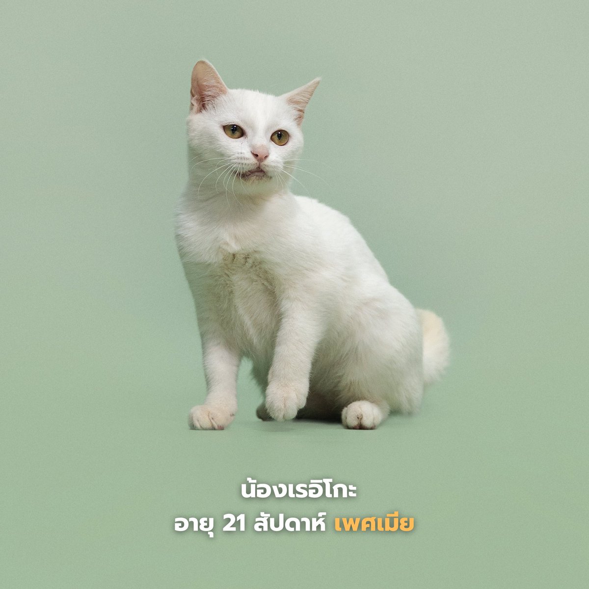soidogadoptions's tweet photo. น้องแมวหาบ้านวันนี้🧡

📷คินโจ เพศเมีย อายุ 10 สัปดาห์
📷โคคอนโว เพศเมีย อายุ 6 เดือน
📷เรอิโกะ เพศเมีย อายุ 21 สัปดาห์
📷ตรีมูรติ เพศเมีย อายุ 21 สัปดาห์

✅ทำหมัน 
✅ฉีดวัคซีน 
✅ฝังไมโครชิพ 
ตรวจสุขภาพก่อนกลับบ้าน พร้อมบริการจัดส่งฟรี! 

สนใจรับเลี้ยงแอดไลน์ @adoptionth 
หรือโทร 061-2642296

#availableforlocal #แมวหาบ้าน #หาบ้านให้แมว #แมวจรหาบ้าน #ลูกแมว #ทุกการแชร์มีความหมาย #แชร์ไปจนกว่าน้องจะได้บ้าน #adoption
