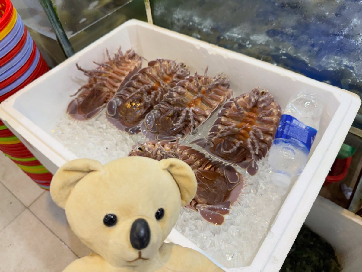 cartoonoriginal's tweet photo. 旅するマメさん、ダナン編。
火を吹く生物や深海生物に出会える海辺の町へ。デッカイ木ノ実を食べて、ひと休みくま。 https://t.co/vkaVlHVfO0