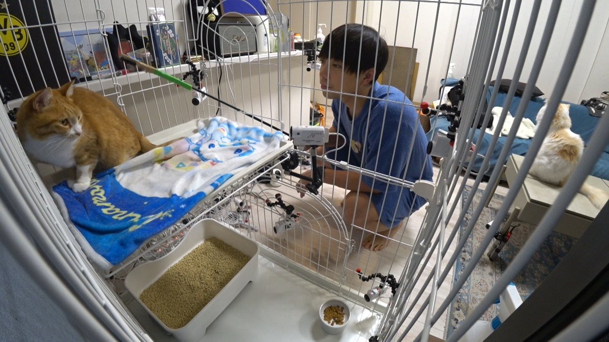 minnano_zoo_ntv's tweet photo. #鳴呼みんなの動物園
ご視聴ありがとうございました💕

ニャレ兄前田さんとニャレ姉緑川さんの
預かり生活いかがでしたでしょうか？？

2匹の今後の成長をお楽しみに🌟
次回は10/31(土)よる7時から🍬
来週もぜひご覧ください‼️ https://t.co/zxJfzSneoP
