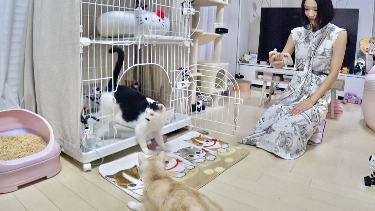 minnano_zoo_ntv's tweet photo. #鳴呼みんなの動物園
ご視聴ありがとうございました💕

ニャレ兄前田さんとニャレ姉緑川さんの
預かり生活いかがでしたでしょうか？？

2匹の今後の成長をお楽しみに🌟
次回は10/31(土)よる7時から🍬
来週もぜひご覧ください‼️ https://t.co/zxJfzSneoP