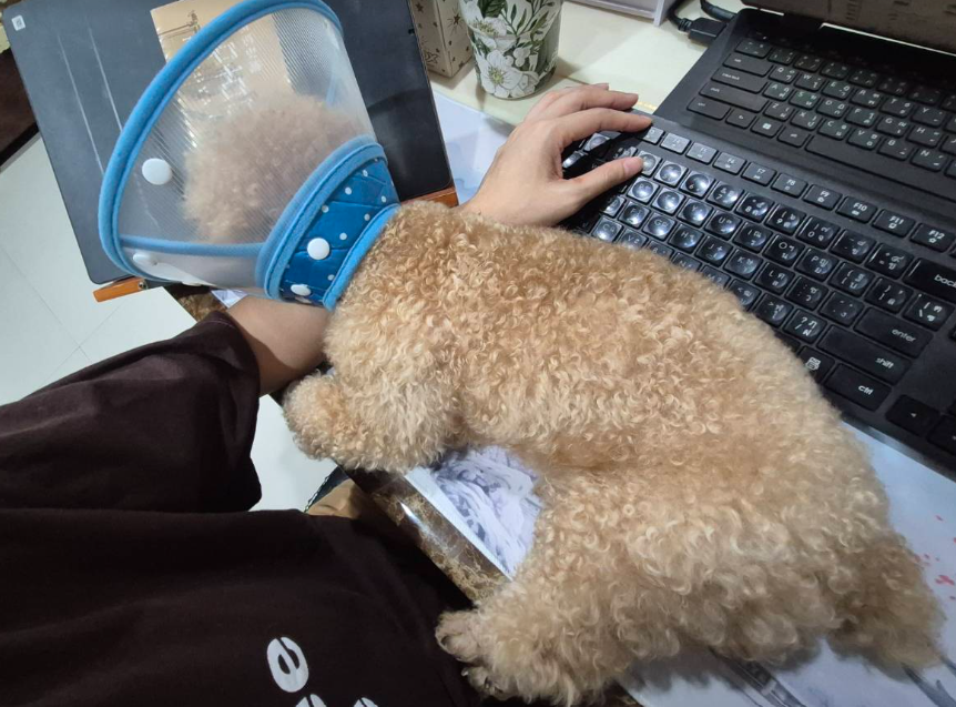 ParnTranslation's tweet photo. ข้อดีของการมีหมานอนบนโต๊ะทำงาน คือช่วยเตือนใจว่า เราต้องทำงานหาเงินไปเพื่อใคร 👍👍👍

ข้อเสีย:  ไม่เป็นอันทำการทำงาน...😂😂😂 https://t.co/V3j7Uu7sJW