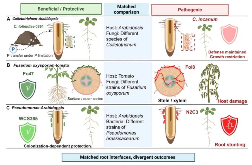 PlantCellRep's tweet photo. NEW ONLINE: Pathogenesis versus symbiosis: a dual perspective on plant–microbe interactions https://t.co/NuqSTHxibj https://t.co/lTzBPbi52v