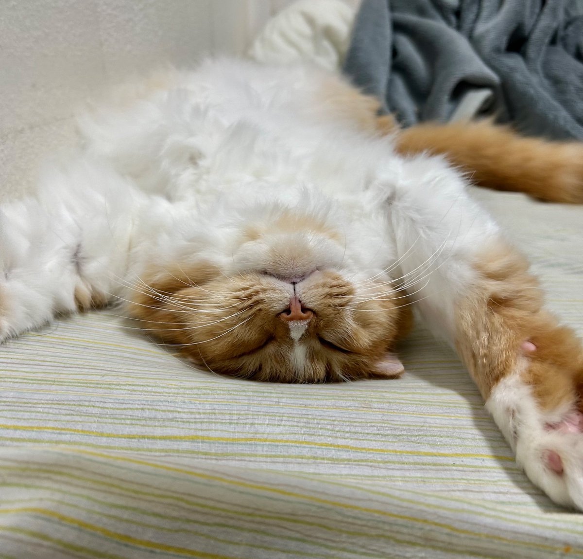 larimarhythmix's tweet photo. 今日のひっくりハルさん🐈

#猫 #cat #猫のいる暮らし https://t.co/W4W2Or8F9U