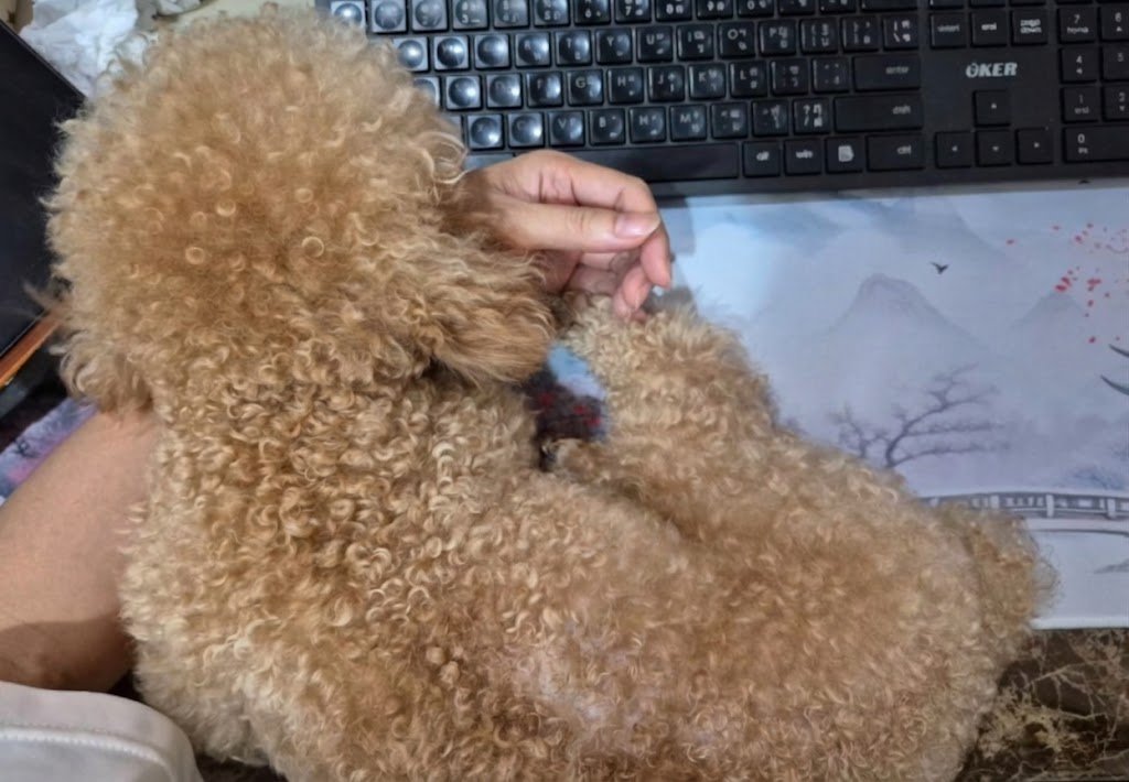 ParnTranslation's tweet photo. ข้อดีของการมีหมานอนบนโต๊ะทำงาน คือช่วยเตือนใจว่า เราต้องทำงานหาเงินไปเพื่อใคร 👍👍👍

ข้อเสีย:  ไม่เป็นอันทำการทำงาน...😂😂😂 https://t.co/V3j7Uu7sJW
