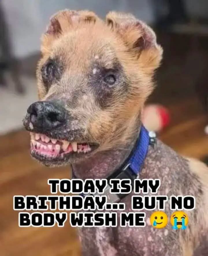 PawsOfHope4's tweet photo. https://t.co/kAkzgknBde