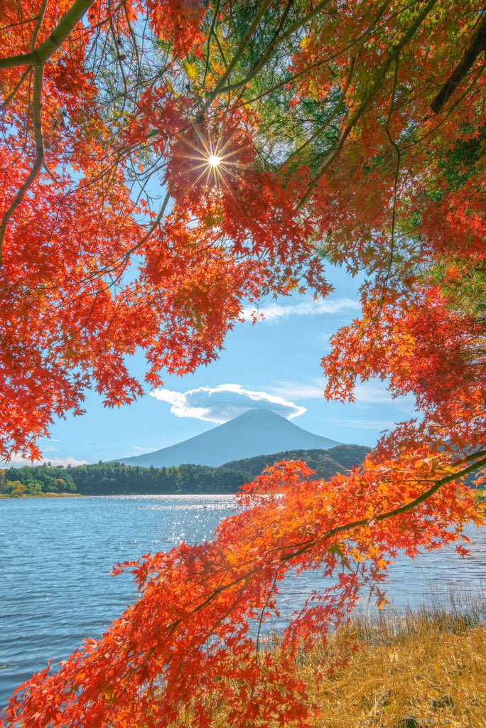 TheNatureeeGirl's tweet photo. The banks of Lake Kawaguchi, dyed in vivid crimson in the late autumn evening. https://t.co/MqSW4Q95IX