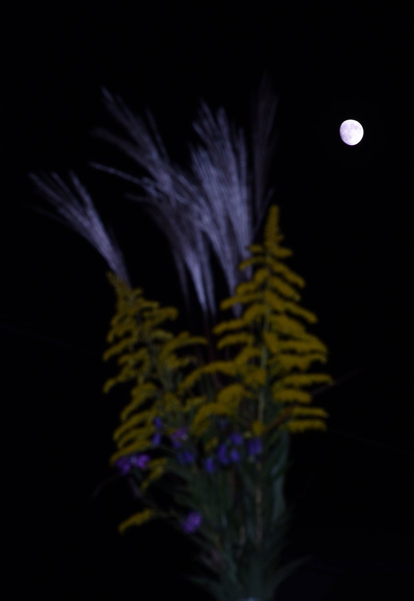 stellawing's tweet photo. 今夜は十三夜。きれいなお月様が見えています。ススキを飾ってお月見。今年は中秋の名月（十五夜）と両方見られました。 https://t.co/87QGPky90K