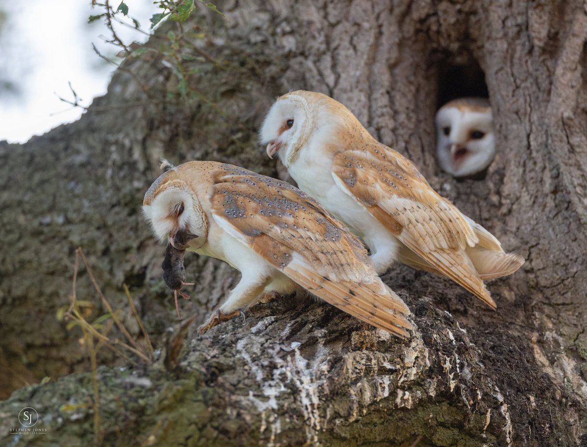 sjoneswildlife's tweet photo. Save us some https://t.co/u3vhXcvNLC