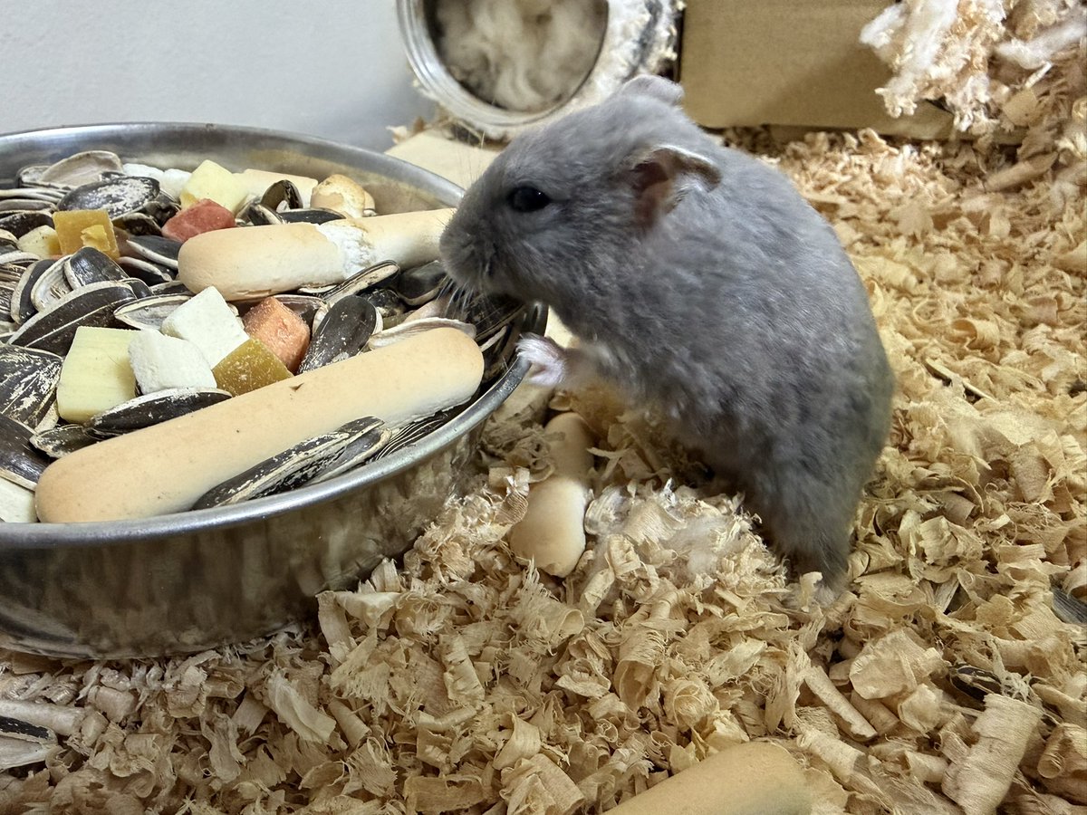 melonmelon88's tweet photo. ゆめちゃん🐀ミルワームが欲しかったようで https://t.co/5nnMVMXKCY