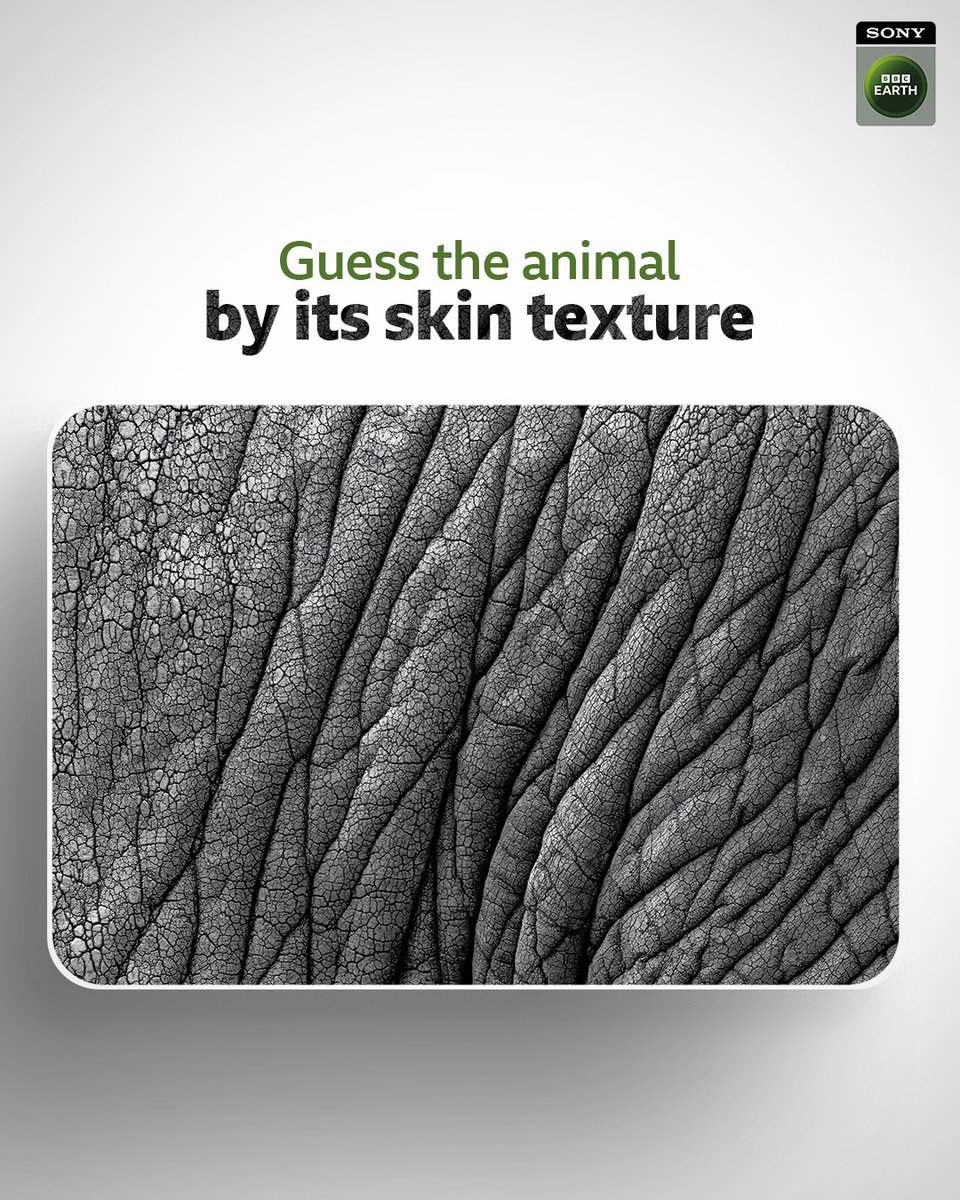 SonyBBCEarth's tweet photo. Here’s a little wildlife clue to put your eyes to the test. 👀🐾
Think you know who it is?

#SBBCE #SonyBBCEarth #FeelAlive https://t.co/7WNDH1qMZW