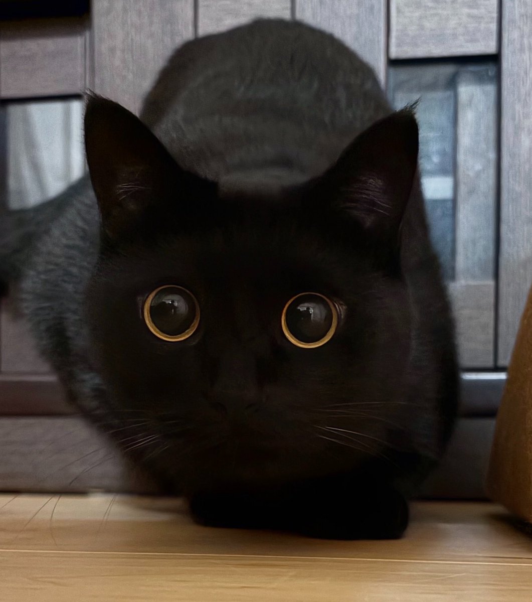 uni_kuroneko's tweet photo. ◉◉

#黒猫 https://t.co/iXO3CPL5kc