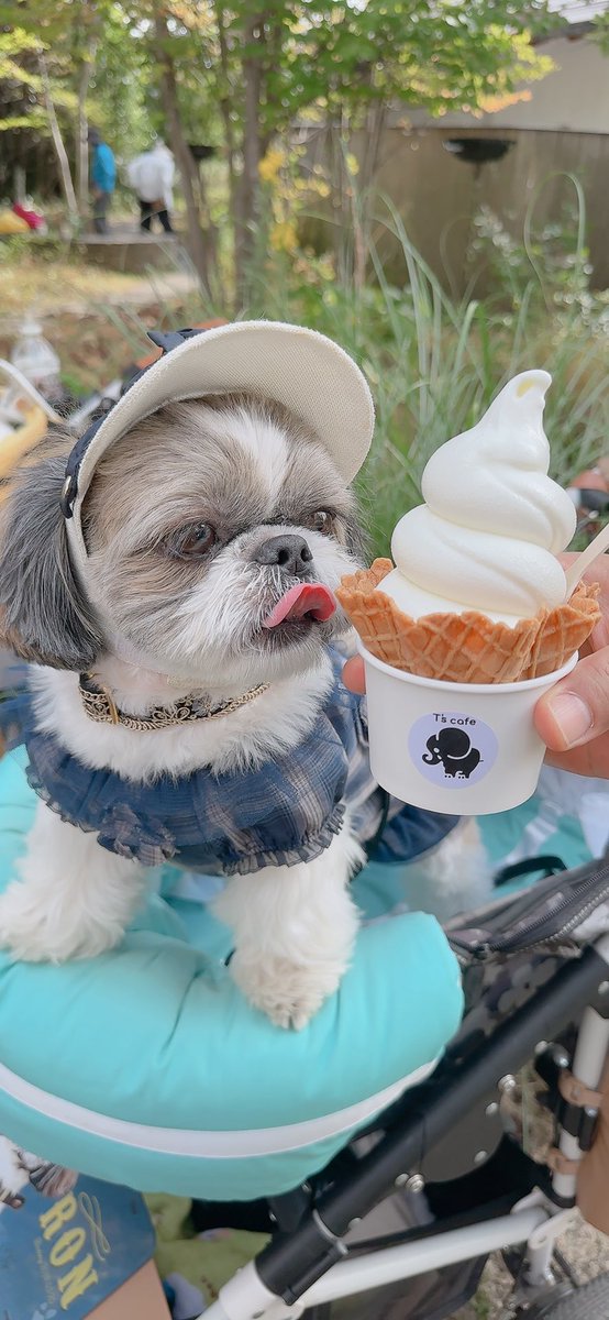 chris49891's tweet photo. ぺろりん🐾
#シーズー #shihtzu
#asknowas #asknowasdewan
#snobbishbabies https://t.co/ICZBTh0Ghw