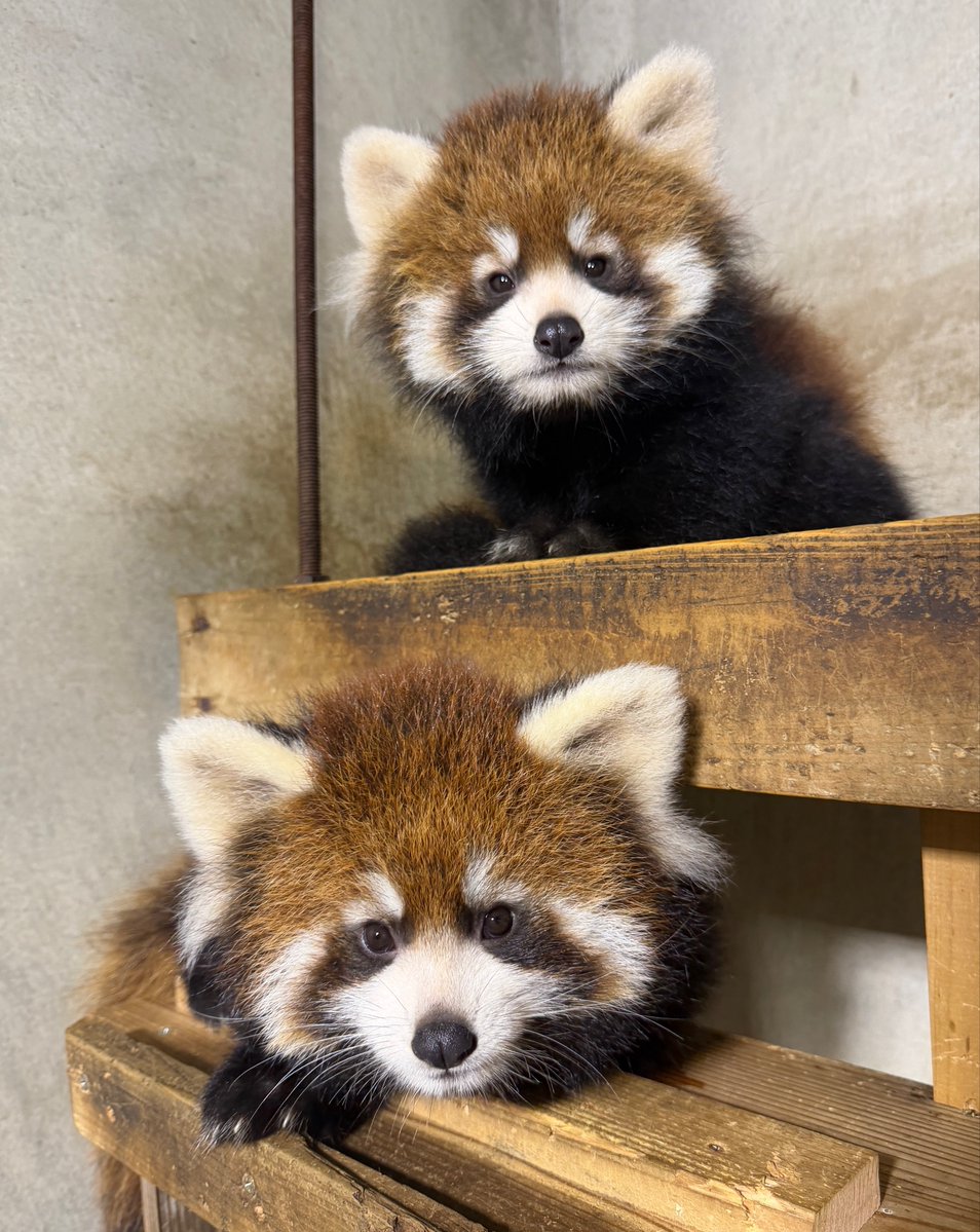 nishiyama_zoo's tweet photo. 【かんたとアケビの赤ちゃん公開について】

明日10月24日（土）は雨が予想されるため、かんたとアケビの赤ちゃんの公開は中止とさせていただきます。

楽しみにされていた皆さまには申し訳ありませんが、赤ちゃんの安全を考慮しての判断となりますので、ご理解のほどよろしくお願いいたします。 https://t.co/28axgNK70L