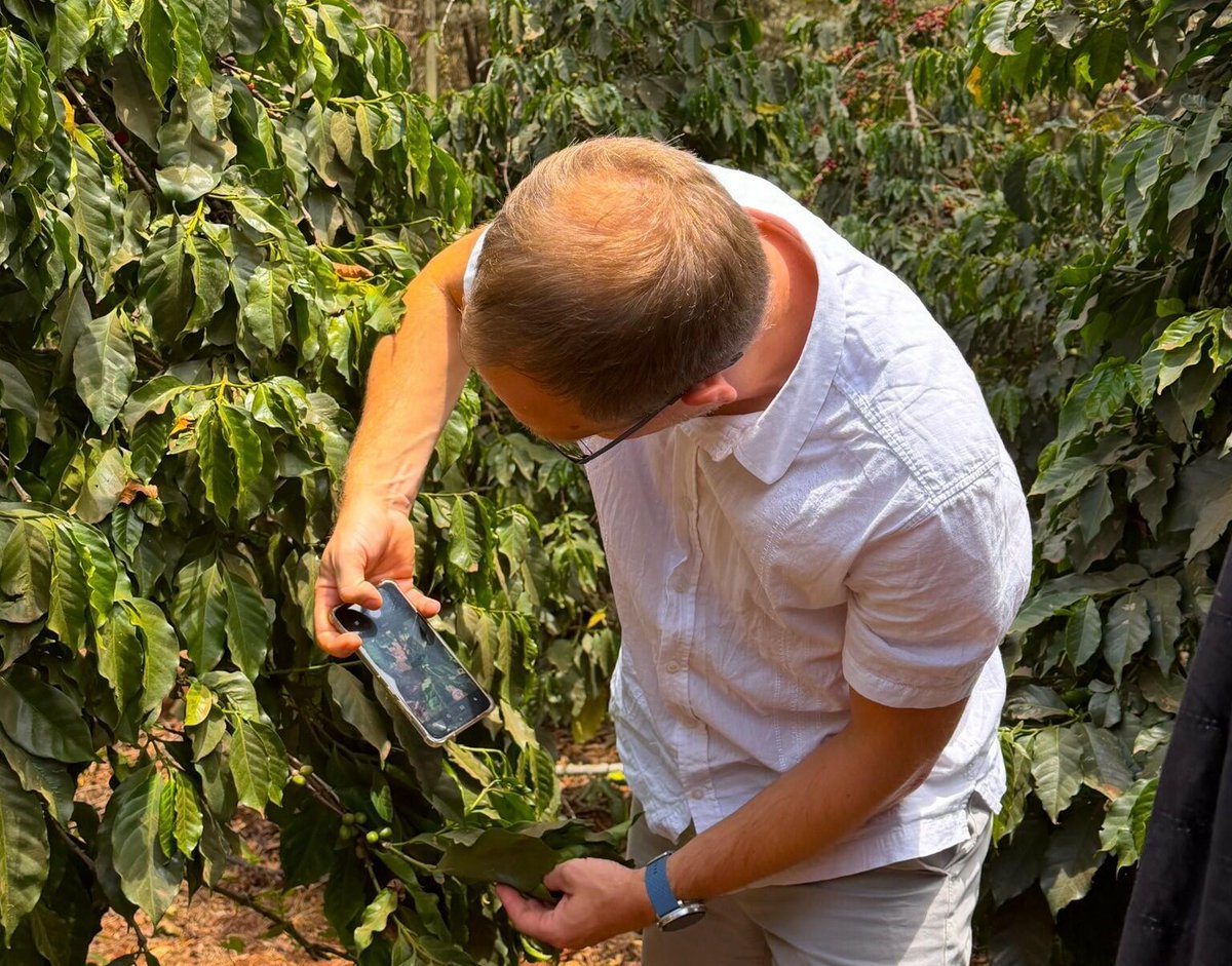 CGIAR's tweet photo. ☕ Kenya’s coffee production has declined 70%, with ambitions to reach 150,000 tonnes.  @BiovIntCIAT_eng is engaging with KALRO-CRI to explore adapting Croppie, an AI-powered app, for better farm decisions.
👉 https://t.co/AR7JgIUT76 https://t.co/jwIeT0Qgte
