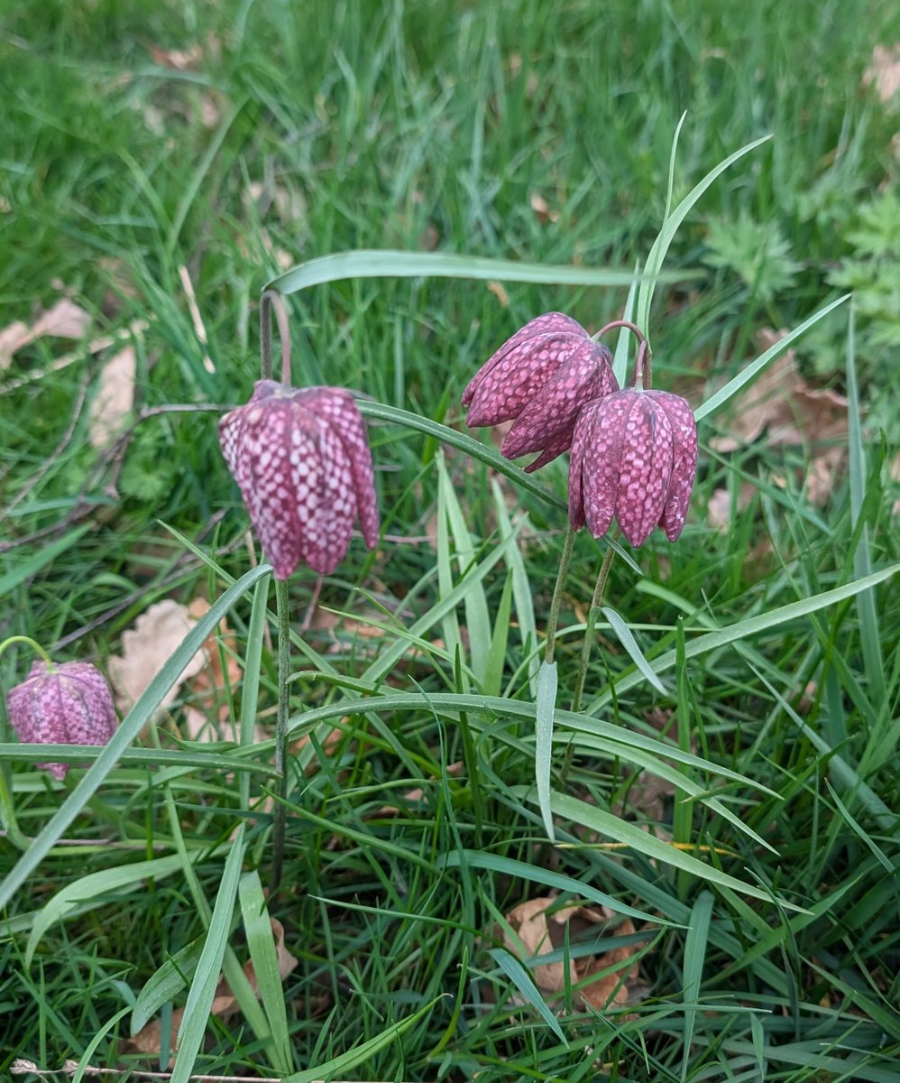 eli_pechlat's tweet photo. Whenever I see flowers like this, I think to myself that these would be perfect as skirts for fairies https://t.co/eiei6D0CoI
