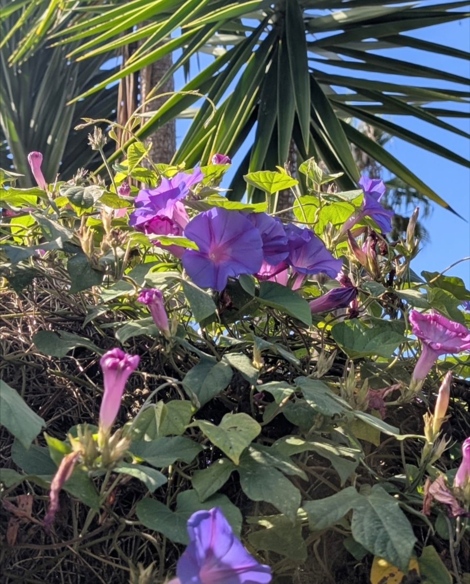 eli_pechlat's tweet photo. Whenever I see flowers like this, I think to myself that these would be perfect as skirts for fairies https://t.co/eiei6D0CoI