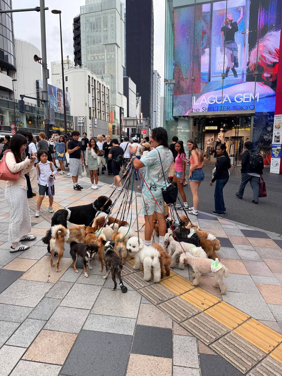 jkiminonawa_ka's tweet photo. 原宿を歩いていたら、24匹もの犬を散歩させている人に遭遇しました🐕🐩🐕‍🦺🐾 たくさんの犬を連れていて、周りの人たちの注目の的になっていました😂✨ https://t.co/316X2yrnVo