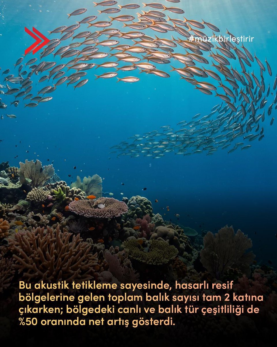 msg_online's tweet photo. Ses, evrenin en güçlü iletişim formudur; doğa bile iyileşmek için doğru ritimleri arar. Deniz biyologlarının yayımladığı büyüleyici çalışma, sualtı hoparlörleriyle yayılan sağlıklı resif seslerinin, hasarlı bölgelerdeki balık popülasyonunu 2 katına çıkardığını ve tür çeşitliliğini %50 artırdığını kanıtlıyor. Ekosistemi temizleyen balıkları geri çekerek mercanların büyümesini sağlayan bu biyo-akustik model, ses biliminin gezegenimizin geleceğine nasıl hayat verebileceğini gösteriyor.

Sound is the most powerful form of communication in the universe; even nature seeks the right rhythms to heal. The fascinating study published by marine biologists demonstrates that healthy reef sounds broadcasted via underwater loudspeakers doubled the fish population and increased species diversity by 50% in degraded areas. This bio-acoustic model, which attracts fish that clean the ecosystem and allow corals to regrow, demonstrates how sound science can bring life to the future of our planet.

#MSG #MüzikBirleştirir #DoğanınSesi #MercanResifleri