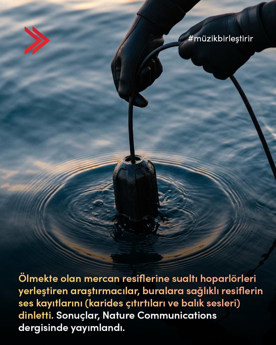 msg_online's tweet photo. Ses, evrenin en güçlü iletişim formudur; doğa bile iyileşmek için doğru ritimleri arar. Deniz biyologlarının yayımladığı büyüleyici çalışma, sualtı hoparlörleriyle yayılan sağlıklı resif seslerinin, hasarlı bölgelerdeki balık popülasyonunu 2 katına çıkardığını ve tür çeşitliliğini %50 artırdığını kanıtlıyor. Ekosistemi temizleyen balıkları geri çekerek mercanların büyümesini sağlayan bu biyo-akustik model, ses biliminin gezegenimizin geleceğine nasıl hayat verebileceğini gösteriyor.

Sound is the most powerful form of communication in the universe; even nature seeks the right rhythms to heal. The fascinating study published by marine biologists demonstrates that healthy reef sounds broadcasted via underwater loudspeakers doubled the fish population and increased species diversity by 50% in degraded areas. This bio-acoustic model, which attracts fish that clean the ecosystem and allow corals to regrow, demonstrates how sound science can bring life to the future of our planet.

#MSG #MüzikBirleştirir #DoğanınSesi #MercanResifleri