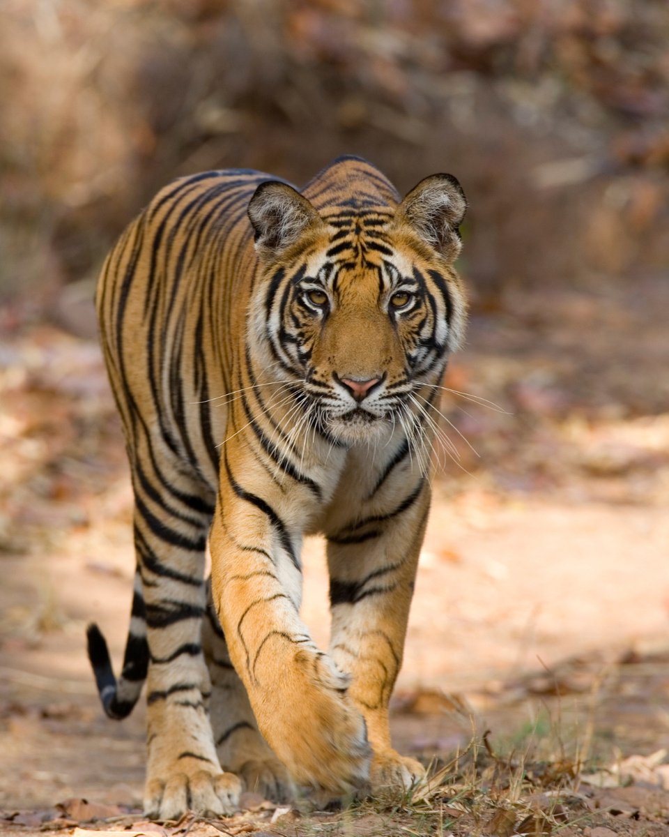 MateusLimaPaz's tweet photo. India’s wildlife is unmatched: Bengal tigers, one-horned rhinos, Asiatic lions, Asian elephants and snow leopards, each thriving in a distinct landscape. Which iconic species would top your list? https://t.co/mxcQEXnlDP