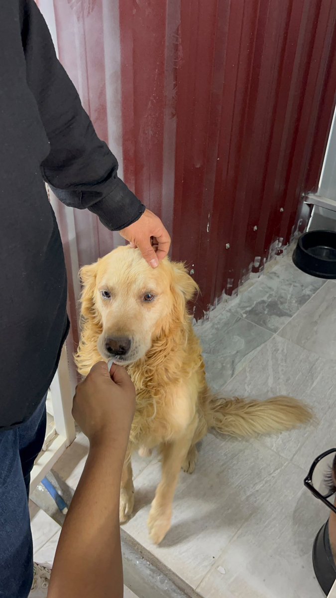 Fipsaskin's tweet photo. Benim bebeğime bakın 🥰
Ah keşke ikisi hayatta kalsaydı. 
Bu güzelim kız Salı günü taburcu olacak. 
Bir derneğin yaşam alanına gidecek daha sonra. 
Keşke güzel bir yuvası olsa. 
Otur,kalk, gel bütün komutları biliyor. https://t.co/PfSO6YBr5E