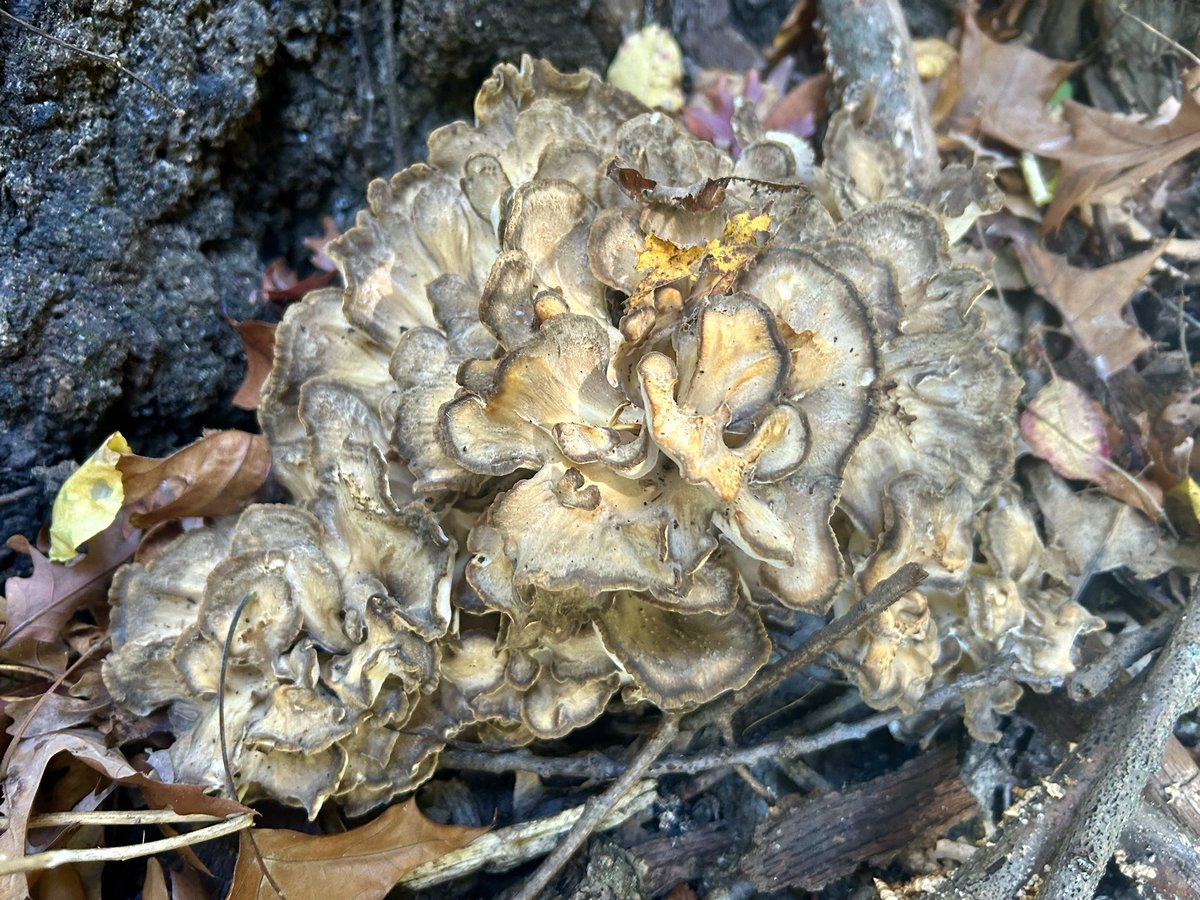 Essau1969's tweet photo. #FungiFriday 👀💫 https://t.co/fhrWnDeAMs
