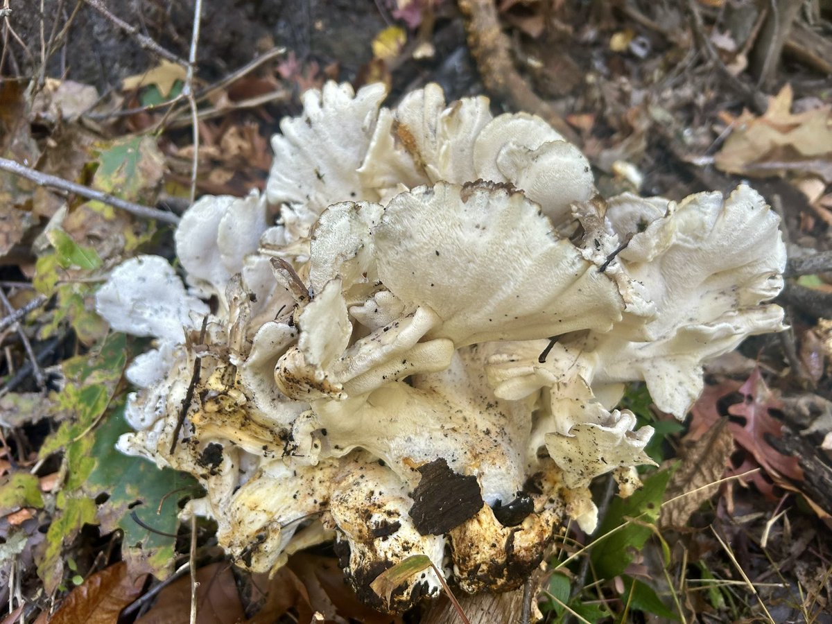 Essau1969's tweet photo. #FungiFriday 👀💫 https://t.co/fhrWnDeAMs