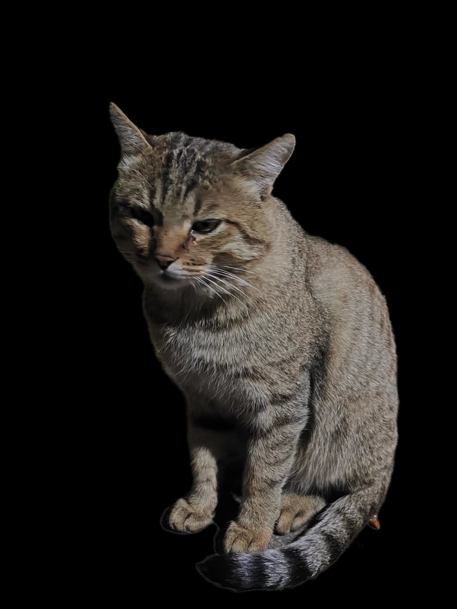 Tomrska's tweet photo. @mediastorm_en 放只猫猫在这，给我抽奖 https://t.co/t7Un8eyJPn