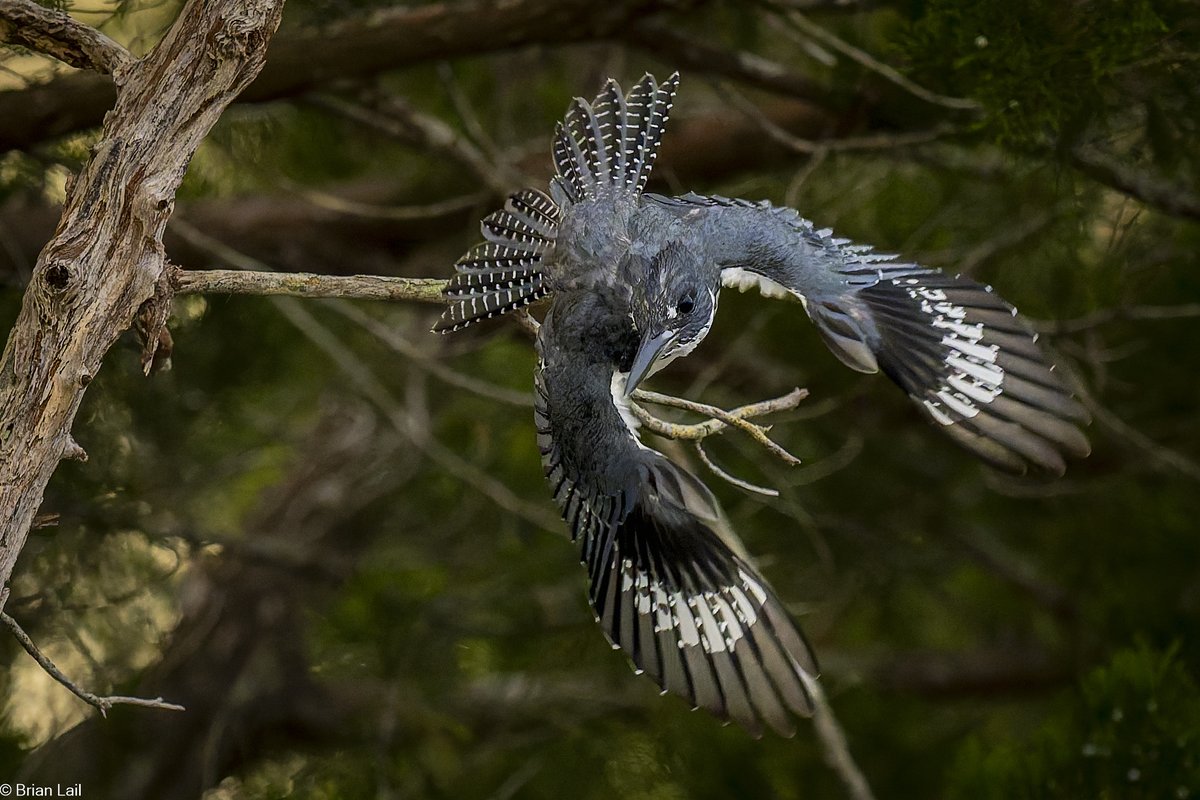balail's tweet photo. Kingfisher dropping from a perch focused on the water and an unsuspecting fish below...
#photography #naturephotography #wildlifephotography #thelittlethings https://t.co/k1UCcs4dC1