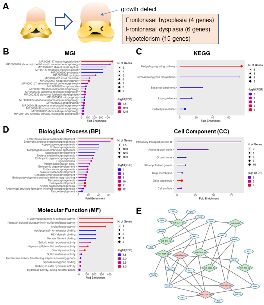 JDBMDPI's tweet photo. 📢Highly Cited Paper
📝 Genes Related to Frontonasal Malformations Are Regulated by miR-338-5p, miR-653-5p, and miR-374-5p in O9-1 Cells
👥Chihiro Iwaya, et al. (The University of Texas)
📖 https://t.co/F6Kg6qMBEq
#DevBio #microRNA #Craniofacial #BirthDefects #MDPI https://t.co/LrTwlGe6gs