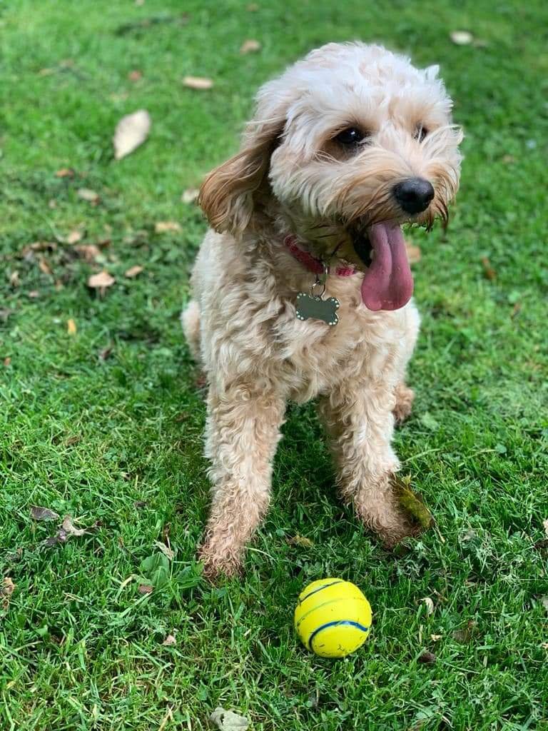 MissingPetsGB's tweet photo. Today marks FOUR agonising years since FRANKIE went #missing. Four years of endless searching &amp; a family who are desperate to hold their precious girl in their arms again💔

They still hope, still search &amp; pray for the day their beloved Frankie comes home
HYDE GREATER #MANCHESTER https://t.co/YdY29fqSHk