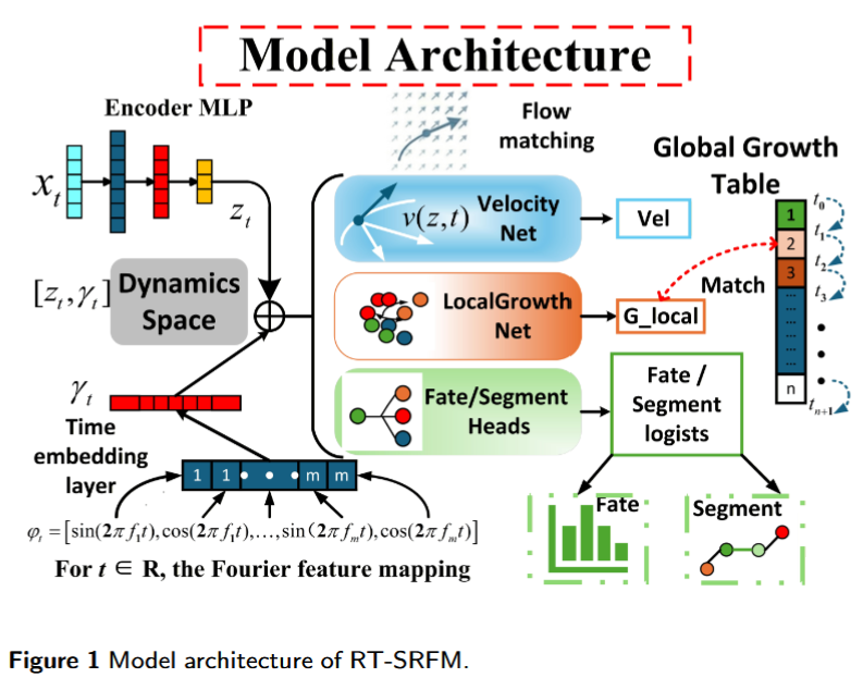 BioinfoAdv's tweet photo. 🧬 New in Bioinformatics Advances: “RT-SRFM: A transport-growth-fate latent dynamical framework for developmental single-cell time series ”

Access it here: https://t.co/JrKN5aEcF3 https://t.co/dAxhjDlTbO