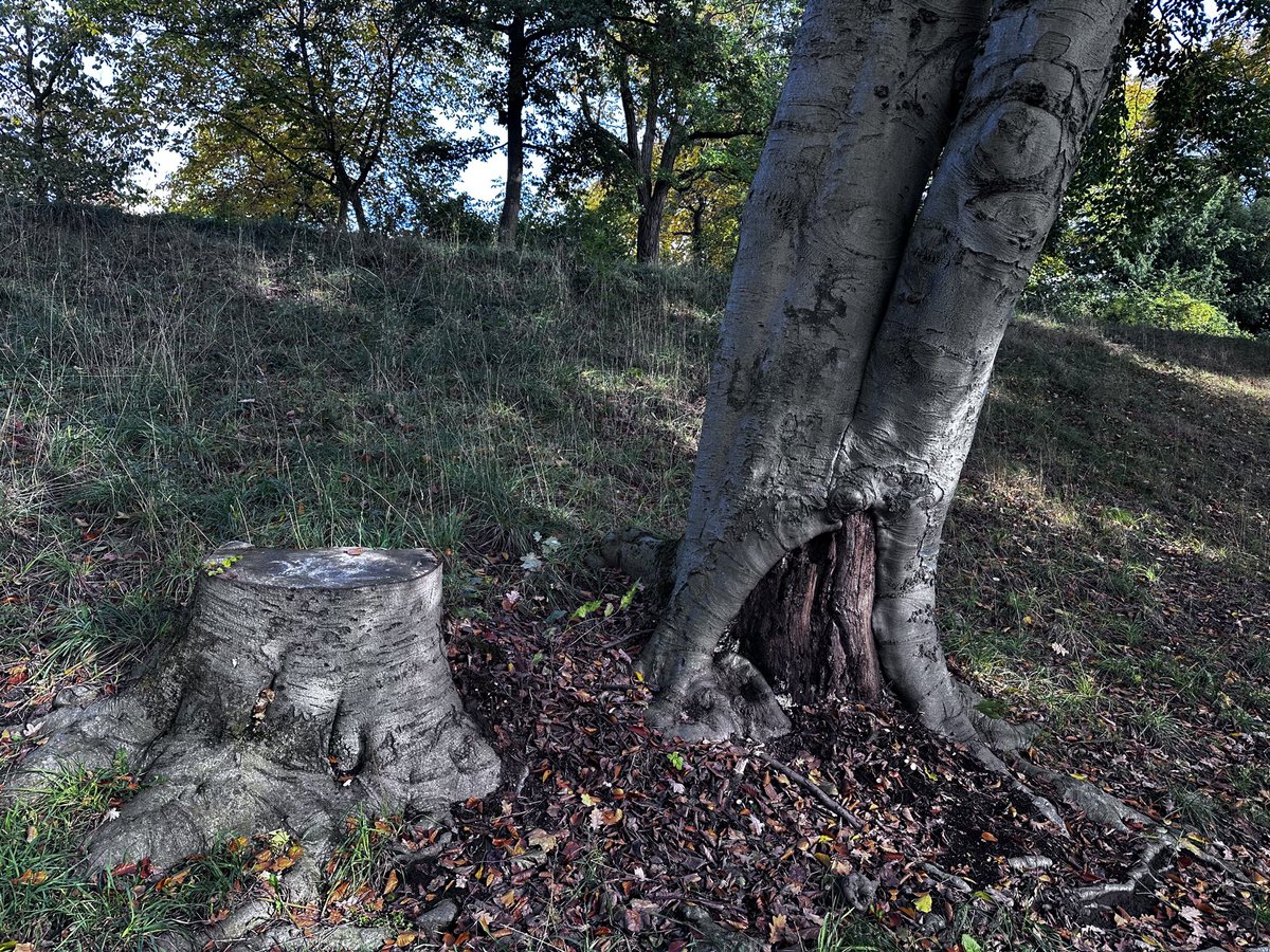 amphore's tweet photo. „ #tree #conversation“ https://t.co/dnl3W0EGbP