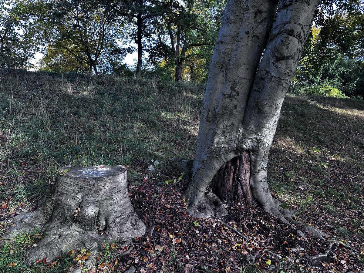 amphore's tweet photo. „ #tree #conversation“ https://t.co/dnl3W0EGbP