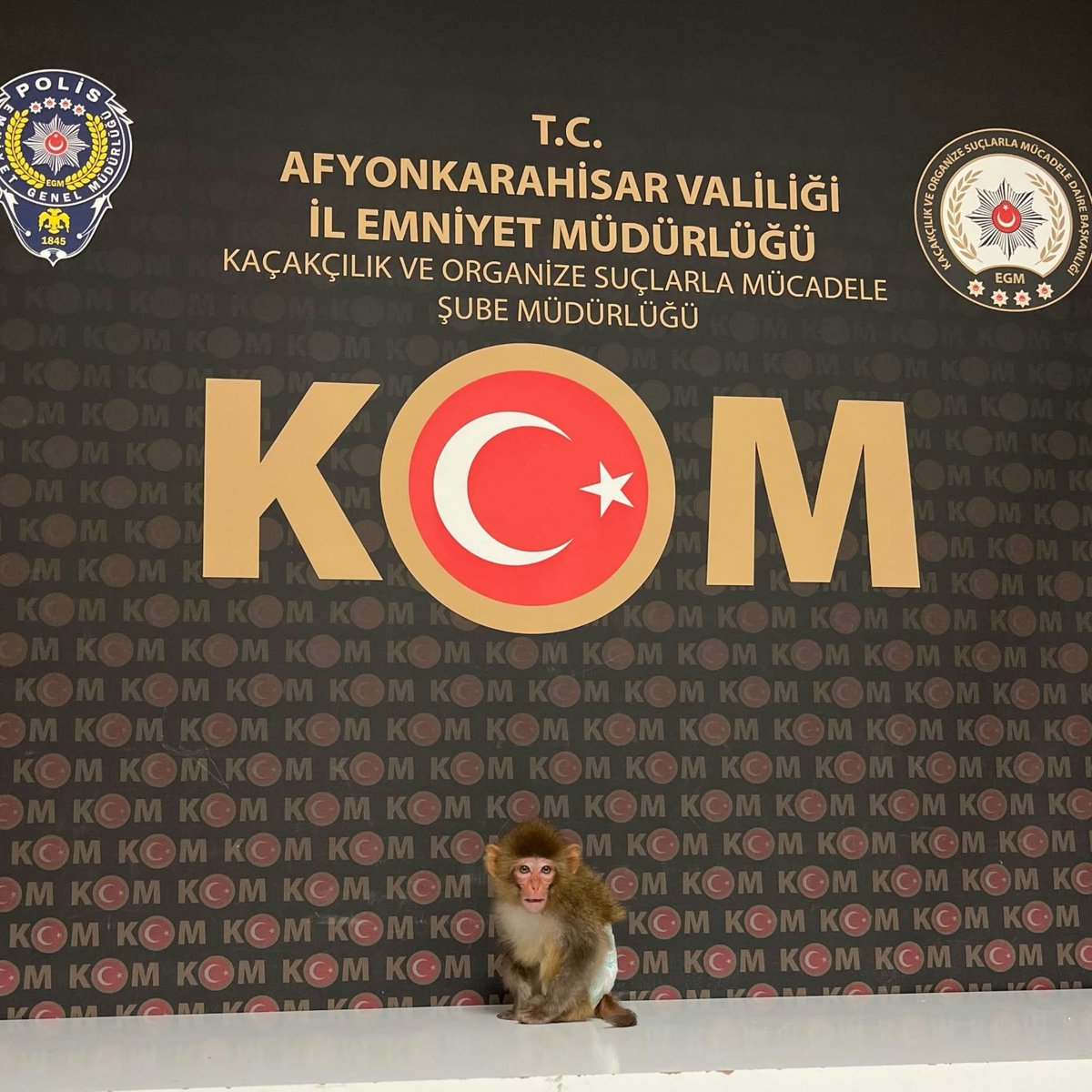 darkwebhaber's tweet photo. Afyonkarahisar'da yakalanan maymuna Garip adı verildi. https://t.co/A1y820xhhI