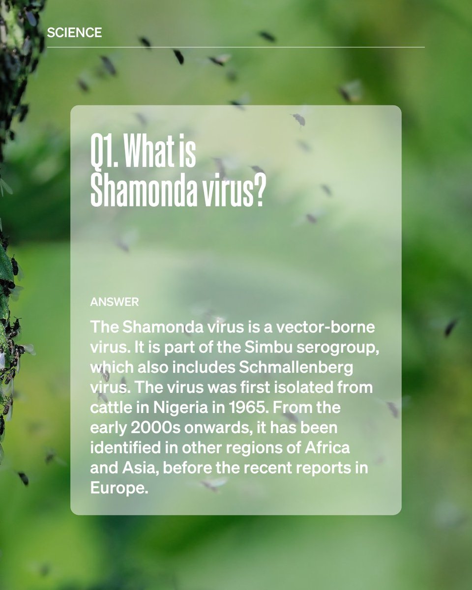 WOAH's tweet photo. What do we know about #Shamonda virus, and what does its emergence in Europe mean?

First isolated in cattle in Nigeria in 1965, Shamonda virus has since been identified in parts of Africa and Asia. Transmitted by biting midges, it affects cattle and other animals, including sheep, goats and horses. Now, the first human infection has been reported in France.

Information on the Shamonda virus variants currently detected in Europe is still evolving. In collaboration with our reference centres and expert networks, WOAH is actively assessing available evidence and monitoring developments.

Swipe through our FAQs to explore what we know so far, what remains uncertain and how Veterinary Services can help monitor the situation: https://t.co/Kk4gwQsqgk