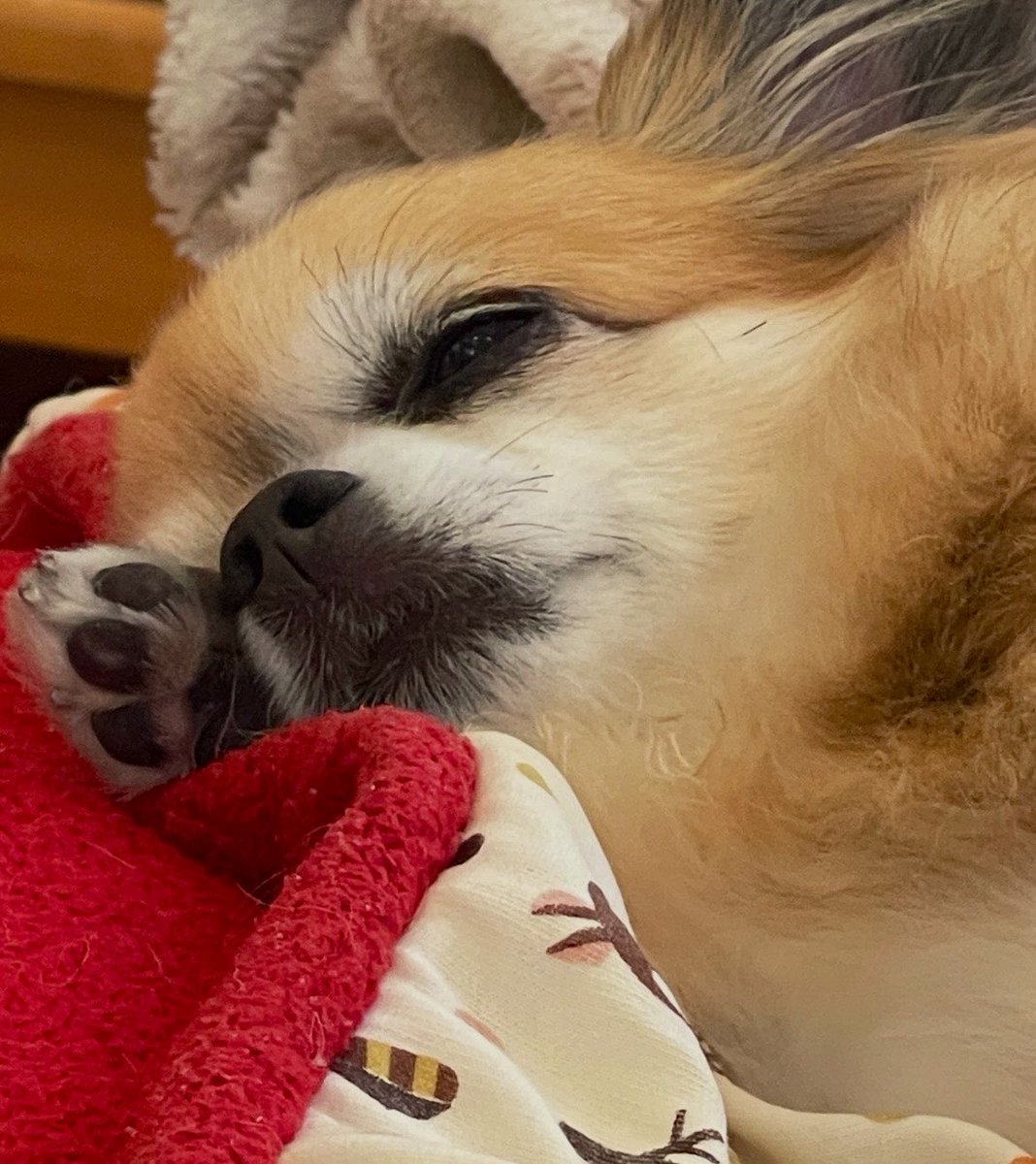 TTOMO_official's tweet photo. 誕生日のお祝いメッセージ
ありがとうございます！☺️

🐶添えときます https://t.co/yoEmks8IsY