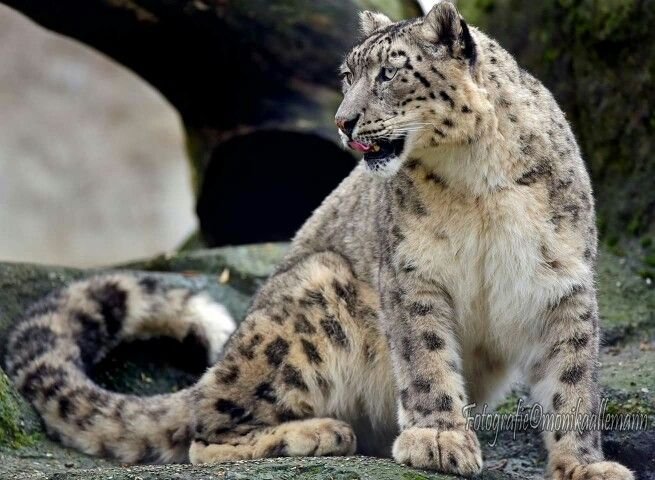 Chinese_Chart's tweet photo. HAPPY INTERNATIONAL SNEP DAY ❄️🖤🐾

#snowleopard https://t.co/vhttwYXL5L