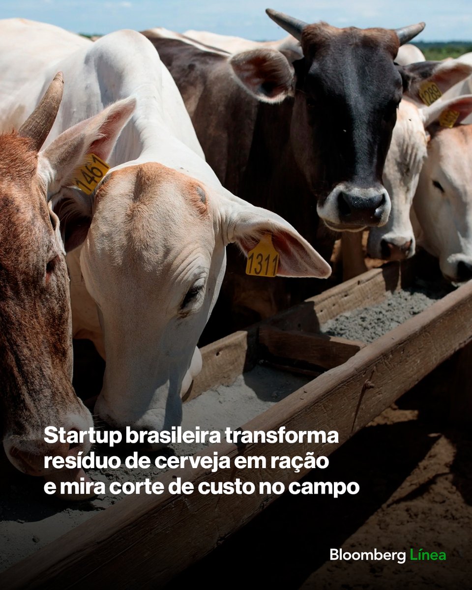 BloombergLineaB's tweet photo. Startup brasileira transforma resíduo de cerveja em ração e mira corte de custo no campo. Saiba mais: https://t.co/QFgPpDqvTj https://t.co/vqQUABaZQA