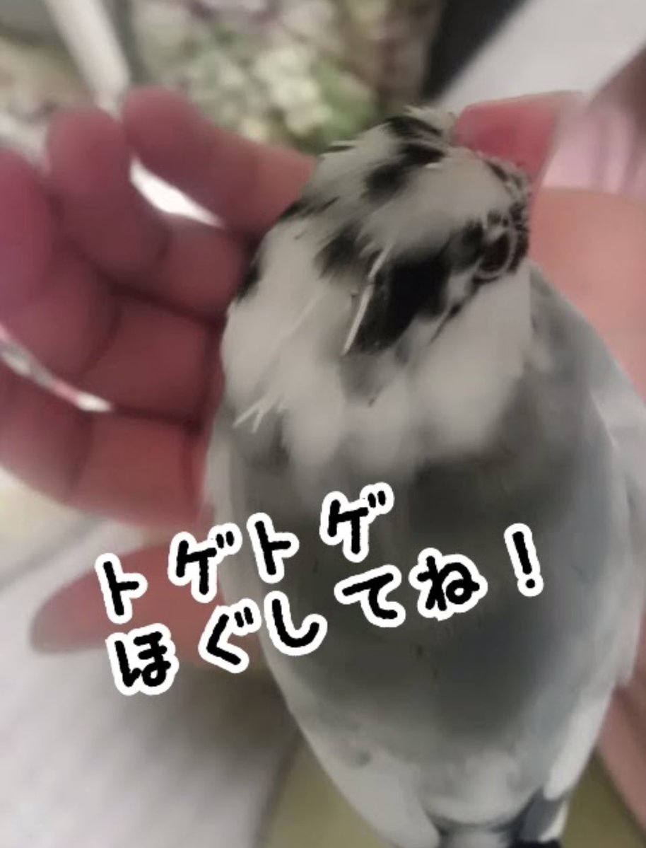suzunoya8989's tweet photo. 昨日と打って変わっての盛況でお待たせさてしまい申し訳ありません🙏ありがとうございました
今日もサンストさんのライブを見たかった日
ツイキャス再開していて良かった
2019年10月愛鳥びびちゃんが他界した日、出会った曲が苦しさの訳を教えてくれました
雨に唄えば
https://t.co/BvKc44s3yL
#batta https://t.co/eqAsR1LXwf