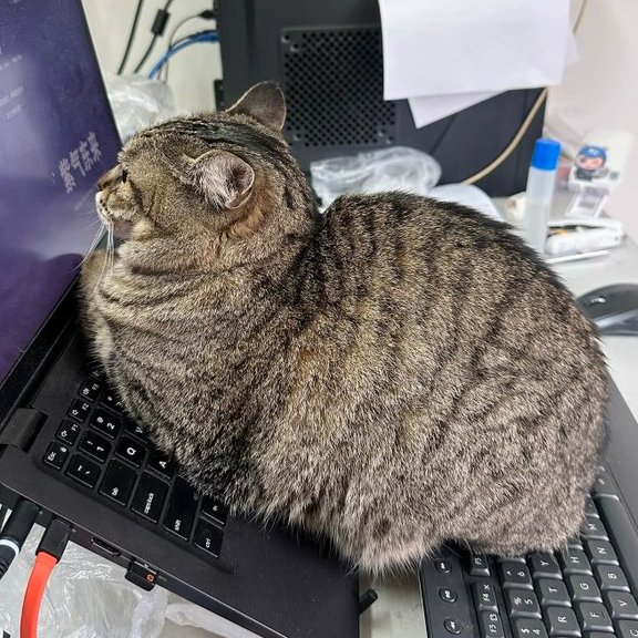 beyondfoo's tweet photo. 猫飼ってたらあるある😅温かいからなのか構って欲しいからなのか🐱 https://t.co/DeeVGNliGb