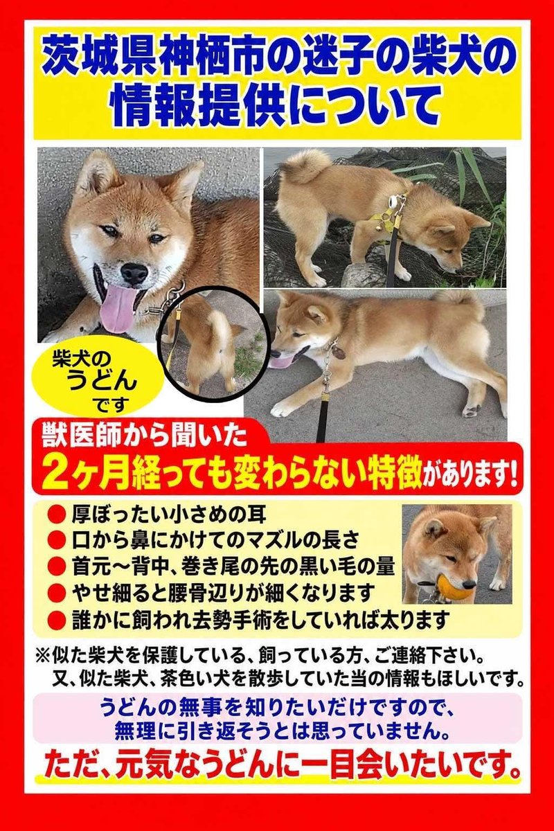 ussii123456's tweet photo. #拡散希望 #神栖市息栖柴犬うどん 
体調に合わせ捜索して行きます。
目撃情報等ありましたらお知らせください。 https://t.co/QHVkyTPQ9x