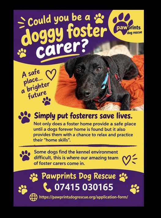 PDRescue's tweet photo. #FosterFriday

💜WE NEED FOSTER CARERS! 💜

Could you open your home to a dog who needs a little more than kennel life can offer?  At Pawprints, our foster carers play a huge part in helping dogs settle, build confidence and show us who they really are outside of kennels. https://t.co/qqDb1ihmes