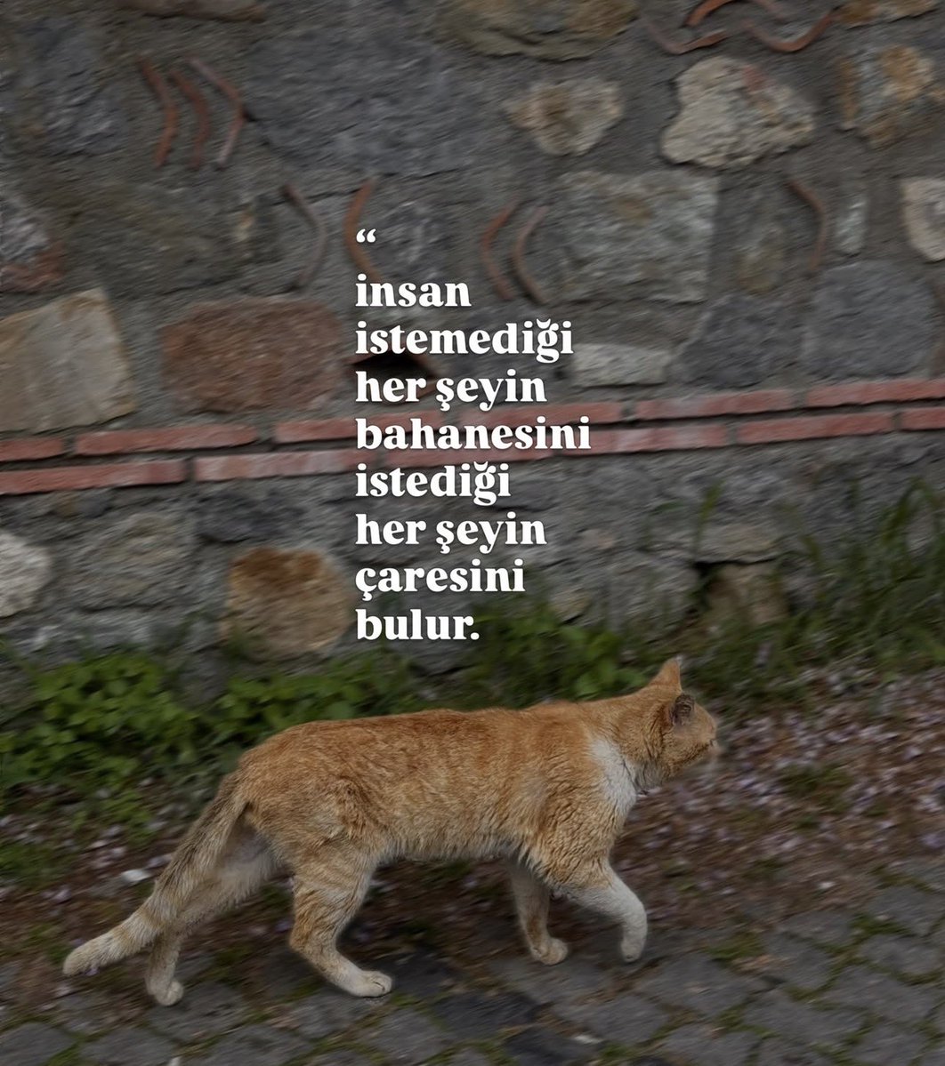 bermalgucli tweet picture