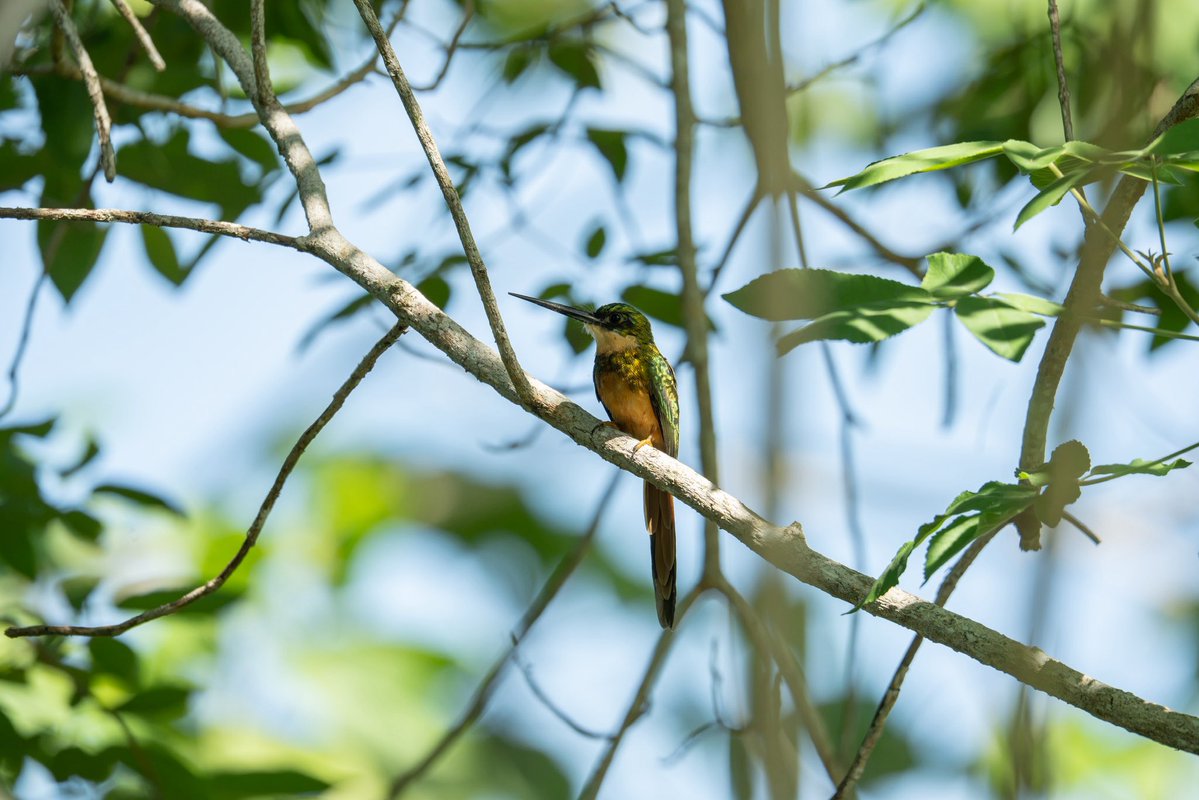 Corpocesar's tweet photo. 🌿 Corpocesar participó en el October Big Day, jornada mundial de observación de aves, en la Ciénaga de Sahaya, corregimiento de San Bernardo, Pelaya, Cesar. #CorpocesarConResultados https://t.co/qOWQvxODys