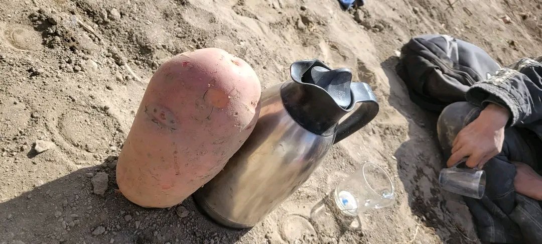 waheedkhan20015's tweet photo. 📌 تازه_خبر || 🥔

د بامیان ولایت د کچالو حاصلات

دا خو ډیر غټ دې

#Bamyan #Potatoes #Agriculture #بامیان #کچالو #کرنه #افغانستان https://t.co/afn9SK74ov