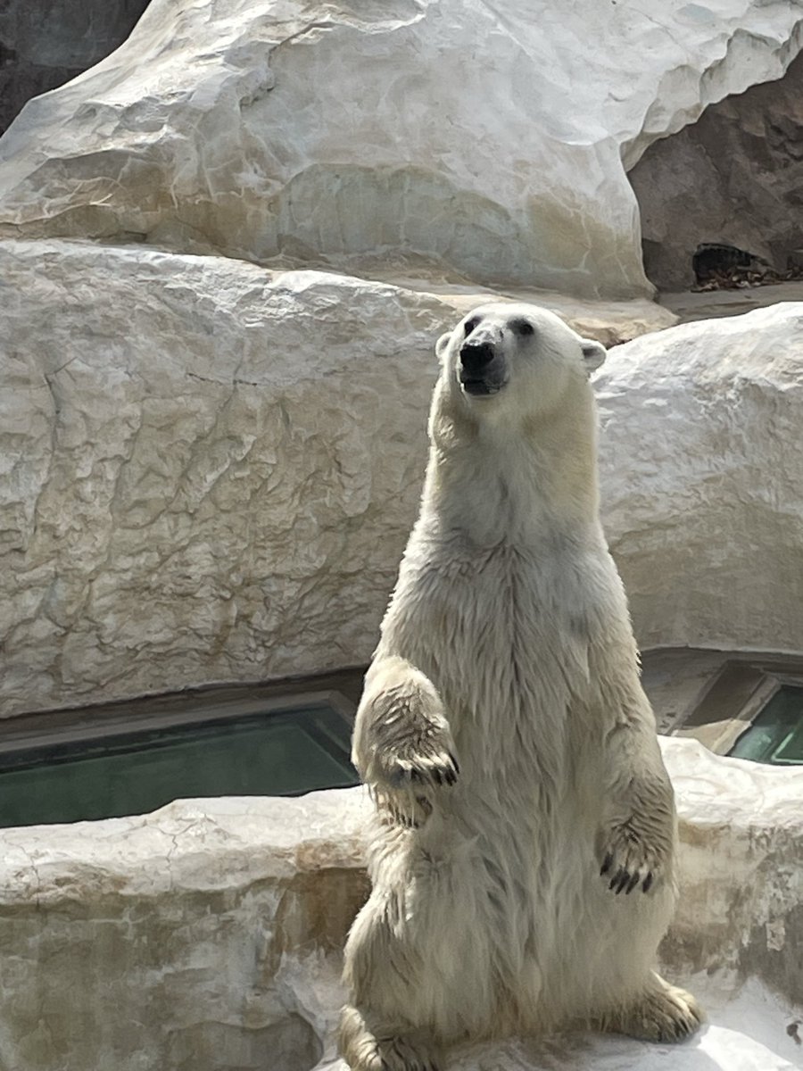 ELCAYOkayo's tweet photo. ここ⁉️ って言ってる⁉️
可愛いなぁ😍
#イコロ 
#ホッキョクグマ 
#恩寵上野動物園 https://t.co/2A0IrNRAzO