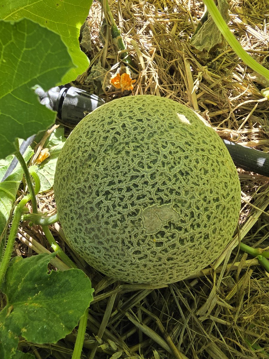 Johnnypatriot26's tweet photo. Cantaloupe action as well as beautiful squash or zucchini. Forest Gardening https://t.co/Dk8wvtcwjl