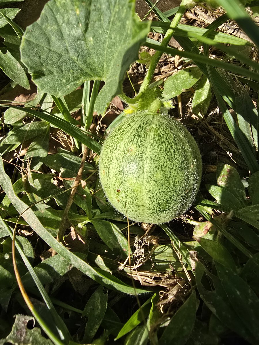 Johnnypatriot26's tweet photo. Cantaloupe action as well as beautiful squash or zucchini. Forest Gardening https://t.co/Dk8wvtcwjl